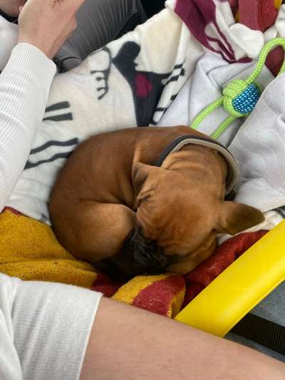 Welpen Bilder !-Beitrag-Bild