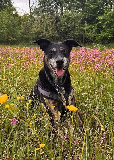 Flohproblematik :(-Beitrag-Bild