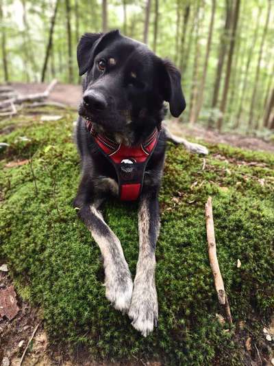 Die Dogorama Kalender Challenge Titelbild-Beitrag-Bild