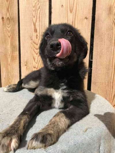 Welpen Bilder !-Beitrag-Bild