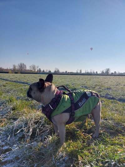 Hundekleidung - Top oder Flop-Beitrag-Bild