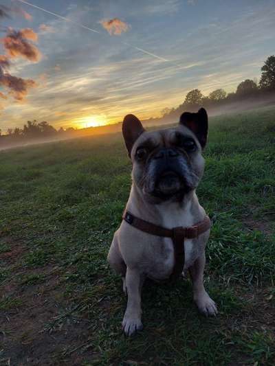 Dogorama Photo Challenge - Gassipause-Beitrag-Bild