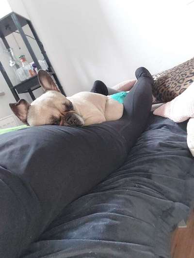 Dogorama Photo Challenge - Frühjahrsmüdigkeit-Beitrag-Bild