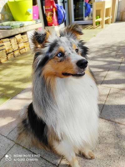 Shelties-Beitrag-Bild