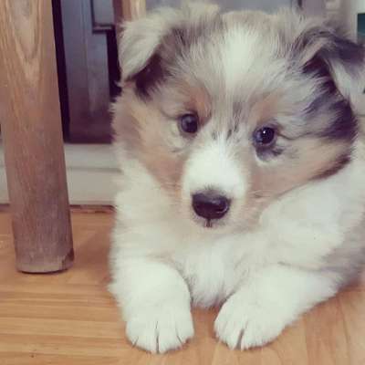 Ist das ein...?-Beitrag-Bild