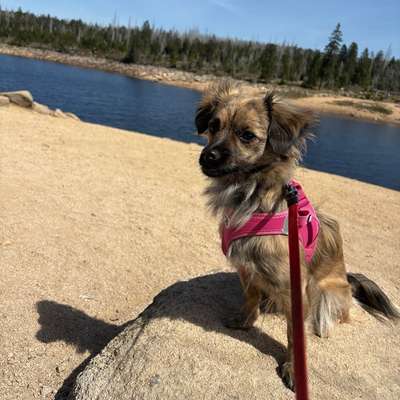 Hundetreffen-Hundetreff / Spieletreff-Bild