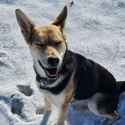 Hundetreffen-Spaziergang mit toben und spielen