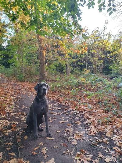 Hundetreffen-Gassirunden Schafhausen-Heinsberg-Bild