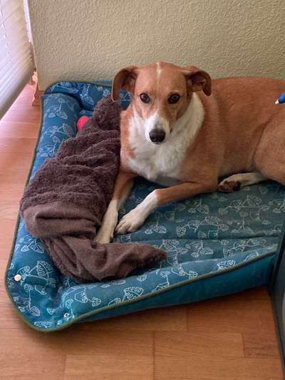 Podencomischling oder Podenco-Beitrag-Bild