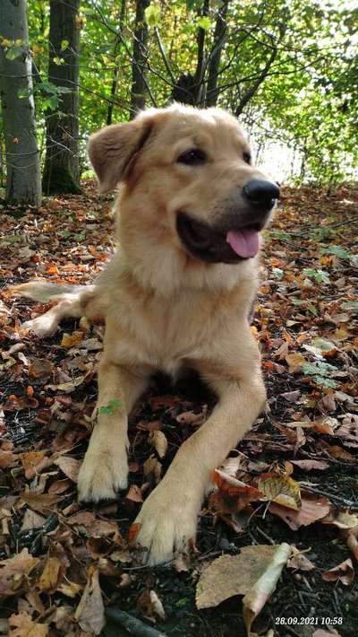 Fotochallenge Nr. 59 - Mein Hund zeigt die Zunge-Beitrag-Bild