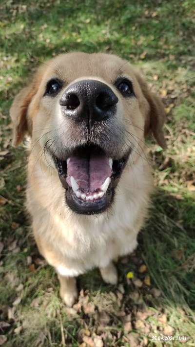 Die Dogorama Kalender Challenge Titelbild-Beitrag-Bild