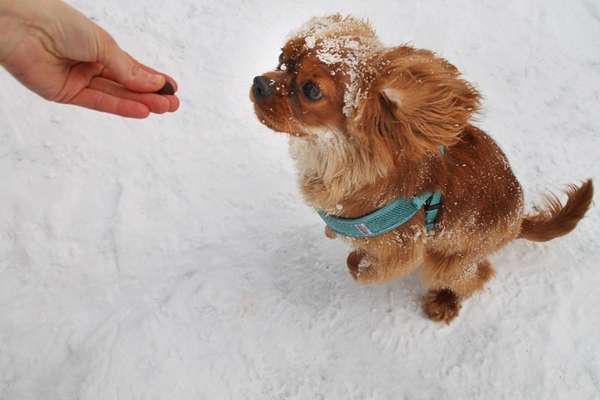 Challenge Nr. 16         Dynamik - Dein Hund in Bewegung-Beitrag-Bild