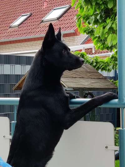 Wo sind die Schäferhunde/Bademeister ?-Beitrag-Bild