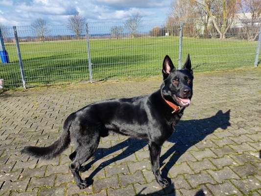 Wie heißt dein Hund?-Beitrag-Bild