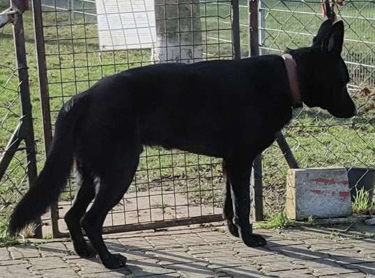 Brachycephale Hunderassen-Beitrag-Bild