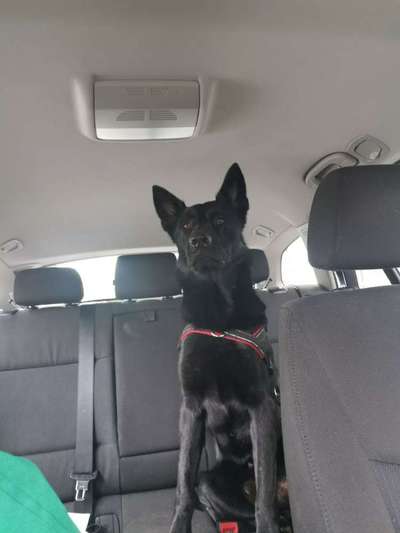 Hunde Memes-Beitrag-Bild