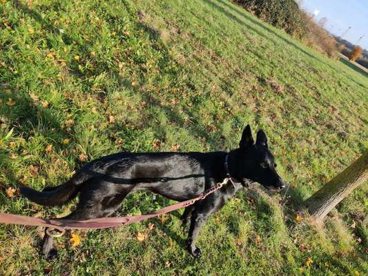 Der Gewichts-Thread-Beitrag-Bild