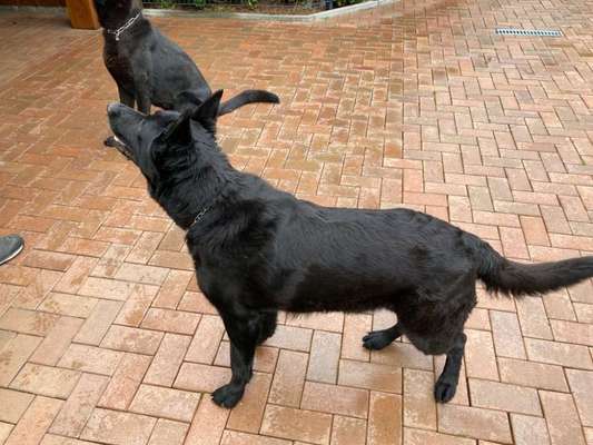 Alles rund um den Schäferhund, diskutieren erwünscht.-Beitrag-Bild