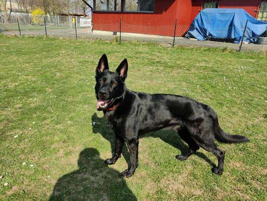 Alles rund um den Schäferhund, diskutieren erwünscht.-Beitrag-Bild