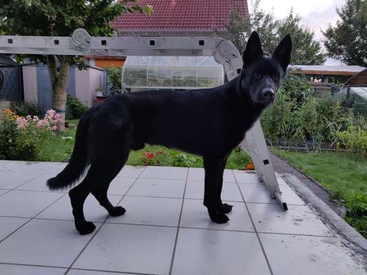 Reinrassige Hunde?-Beitrag-Bild