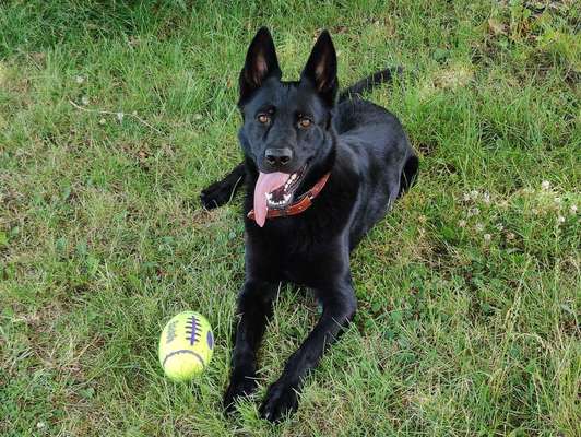 Alles rund um den Schäferhund, diskutieren erwünscht.-Beitrag-Bild