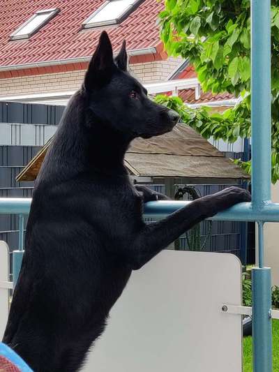 Alles rund um den Schäferhund, diskutieren erwünscht.-Beitrag-Bild