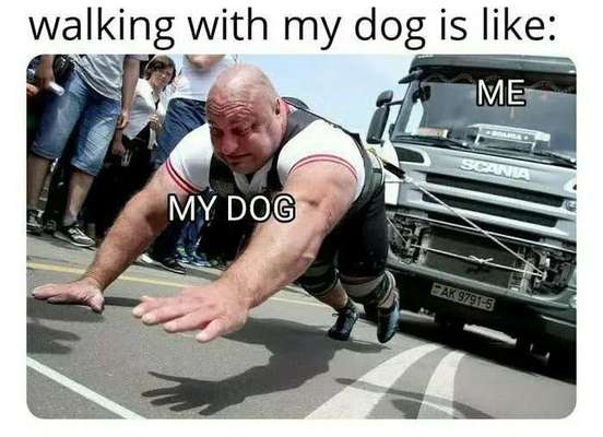 Hunde Memes-Beitrag-Bild