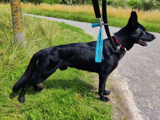 Alles rund um den Schäferhund, diskutieren erwünscht.-Beitrag-Bild