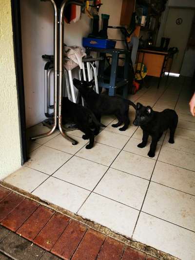 Alles rund um den Schäferhund, diskutieren erwünscht.-Beitrag-Bild