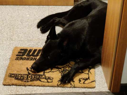 Alles rund um den Schäferhund, diskutieren erwünscht.-Beitrag-Bild
