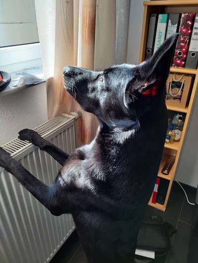 Alles rund um den Schäferhund, diskutieren erwünscht.-Beitrag-Bild