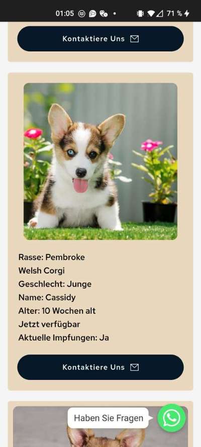 Brachycephale Hunderassen-Beitrag-Bild