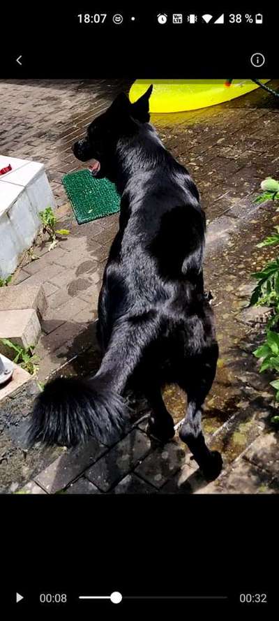 Mein Hund ist zu dünn ?…-Beitrag-Bild