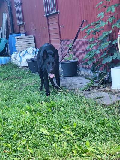 Alles rund um den Schäferhund, diskutieren erwünscht.-Beitrag-Bild