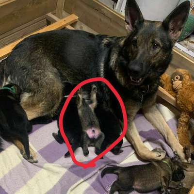 Alles rund um den Schäferhund, diskutieren erwünscht.-Beitrag-Bild