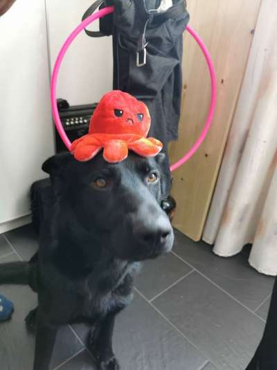 Hier ist der Spaßthread. Zum Schmunzeln und Kaputtlachen-Beitrag-Bild