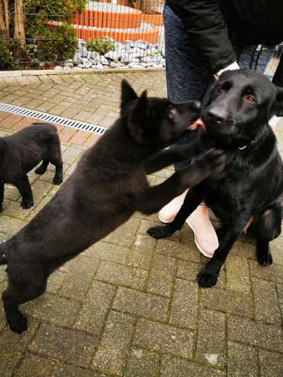 Alles rund um den Schäferhund, diskutieren erwünscht.-Beitrag-Bild