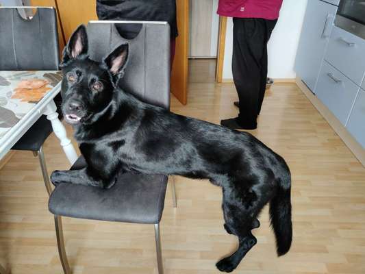 Schäferhund-Beitrag-Bild