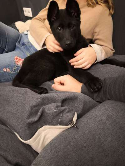 Alles rund um den Schäferhund, diskutieren erwünscht.-Beitrag-Bild