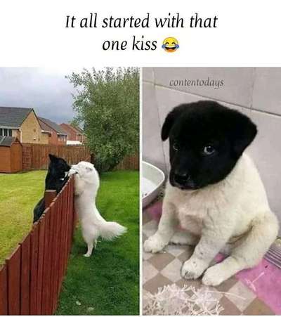 Hunde Memes-Beitrag-Bild