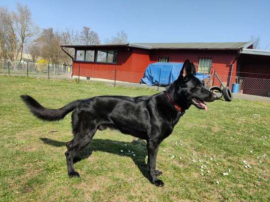 Alles rund um den Schäferhund, diskutieren erwünscht.-Beitrag-Bild