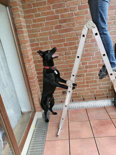 Schäferhund-Beitrag-Bild