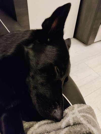 Umfrage zur relativen Schnauzenlänge-Beitrag-Bild