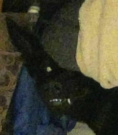 vorsicht, wir werden dominiert und manipuliert von unseren Hunden-Beitrag-Bild