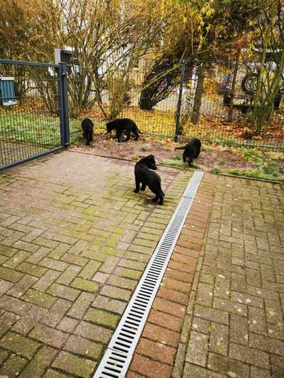 Alles rund um den Schäferhund, diskutieren erwünscht.-Beitrag-Bild