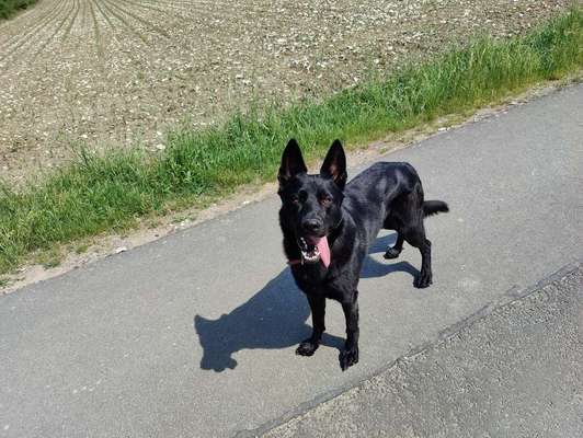 Alles rund um den Schäferhund, diskutieren erwünscht.-Beitrag-Bild