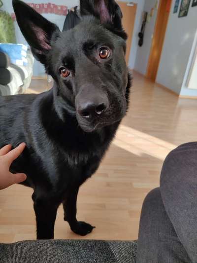 Alles rund um den Schäferhund, diskutieren erwünscht.-Beitrag-Bild