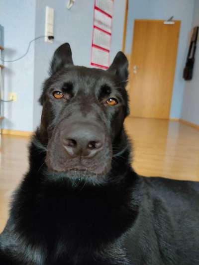 Hier ist der Spaßthread. Zum Schmunzeln und Kaputtlachen-Beitrag-Bild