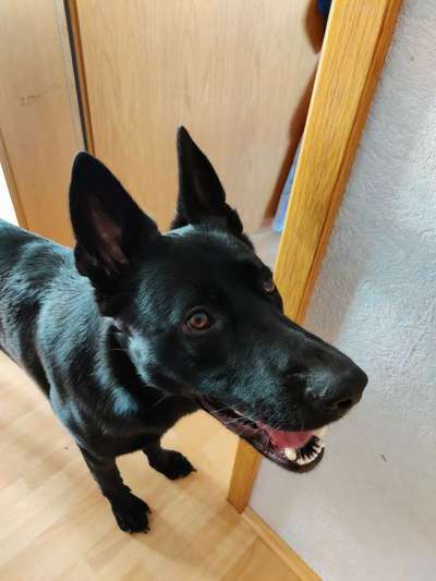 Lachen😀 eure Hunde auch so gerne😂-Beitrag-Bild