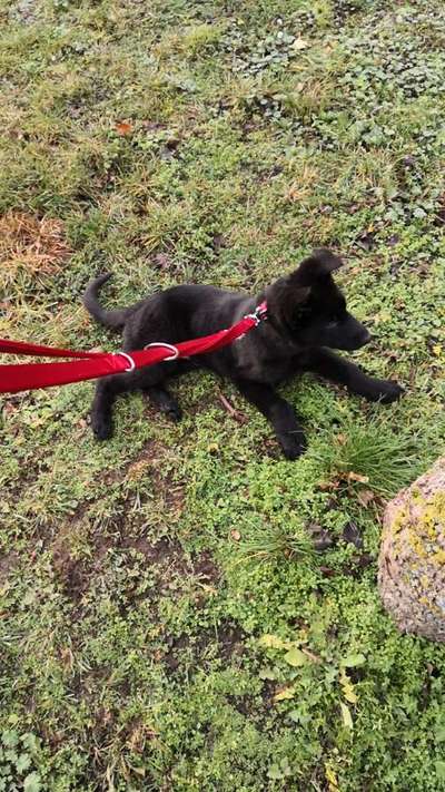 Alles rund um den Schäferhund, diskutieren erwünscht.-Beitrag-Bild